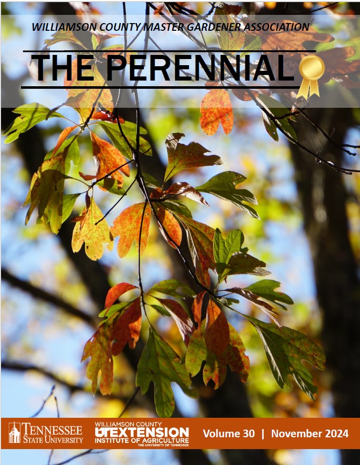 PerennialNovember2024.pdf