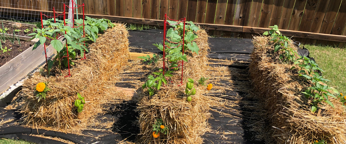 The Pros and Cons of Straw Bale Gardening