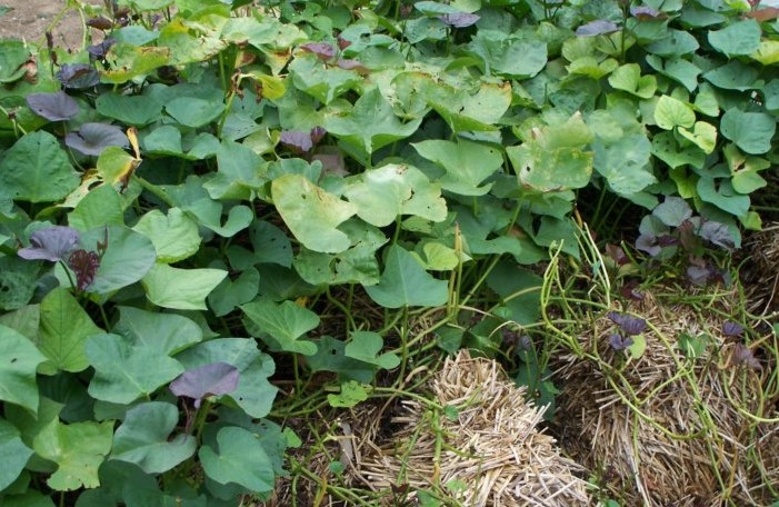 WCMGA Mini Meeting - Liddell - Straw Bale Gardening with Sweet Potato Harvest