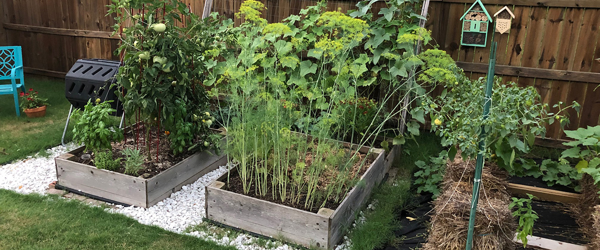 Bergstrom Raised Garden Beds 2019